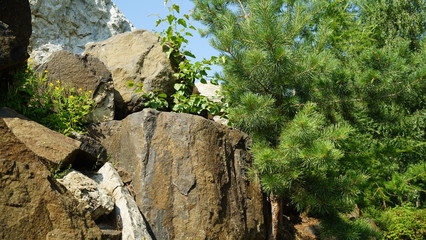 Obraz premium trees on the rocks
