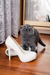 Shoes of the bride and a little kitten