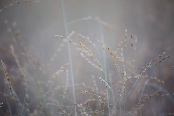 Flowering grass in the wind, indigo blue sky and afternoon sunshine