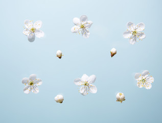 White flowers and buds on a blue background.