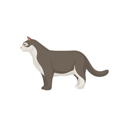 Cat vector illustration. Farm animals collection. Pets.