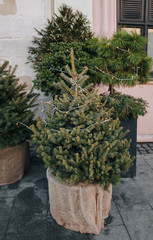 Green decorative Christmas trees are standing in small pots with brown burlap on a gray pavement of paving stones near a window.