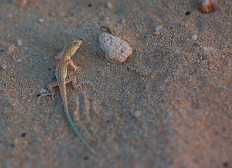 Desert Spiny Lizard (Sceloporus Magister) on sandstone in the southwest USA.