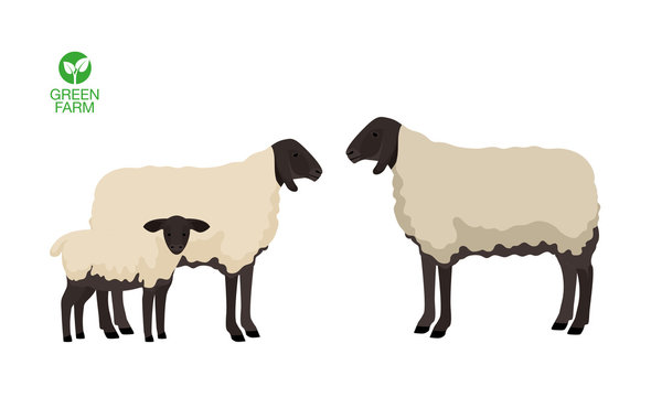 Vector illustration sheep with a lamb. Farm animals collection.