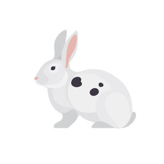 White rabbit on white background. Farm animals collection. Pets.