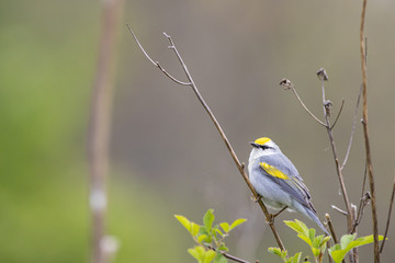 Brewster's warbler - a hybrid between a golden-winged warbler and a blue-winged warbler.  Vermivora chrysoptera x cynoptera