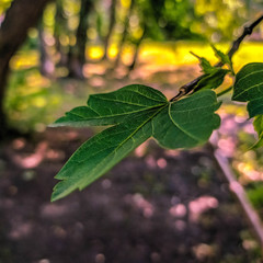 green leaves in autumn