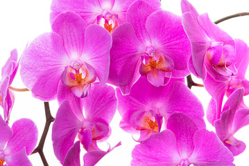 Naklejka na ściany i meble Purple orchids on a white background
