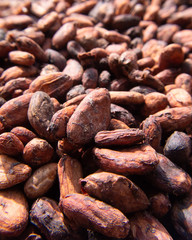 details of cocoa beans drying in the sun