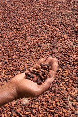 Hands handling and inspecting cocoa beans