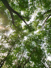 Cielo a traves de los arboles