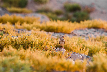 Crested Lark, Galerida cristata Rufous Naped Lark siging for all its worth