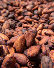 details of cocoa beans drying in the sun