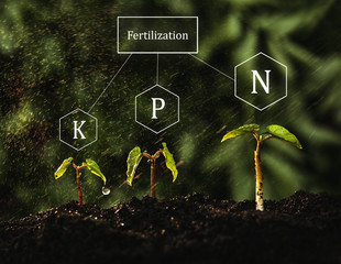 Growing green seedlings and the process of fertilizing with nutrients such as nitrogen, phosphorus...