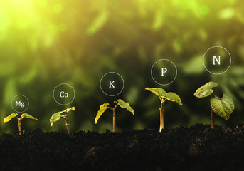Growing green seedlings and the process of fertilizing with nutrients such as nitrogen, phosphorus...
