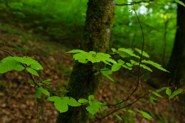 Wolfsberg, Obertrubach, Deutschland