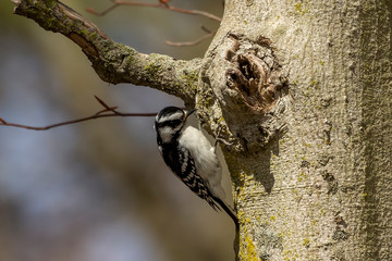 Downy Woodpecker. In the spring woodpeckers make holes in the tree, from which flows sweet sap...