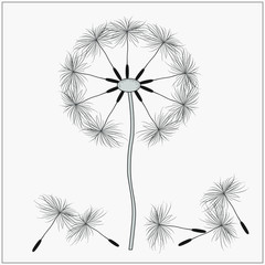vector dandelion, black on grey background