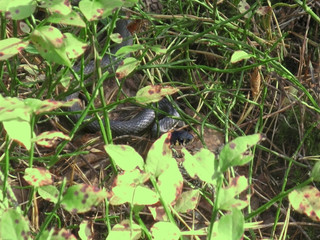 safety rules when meeting with a snake in a clearing in the forest.