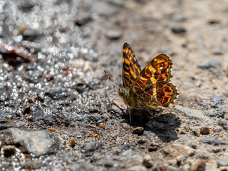 吸水するサカハチチョウ