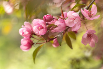 Crabapple Trees Blooming. Branches of blossoming pink tree of apple or sakura close-up. Selective focus