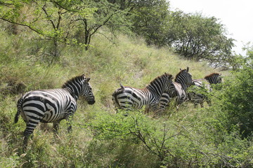 Zebra Walk