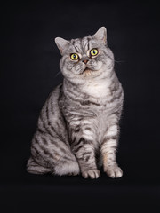 Fototapeta na wymiar Silver Tabby British Shorthair TomCat with green eyes, sitting, looking direct into the lens, isolated on a black background