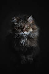 Fototapeta na wymiar Dramatic cat portrait 