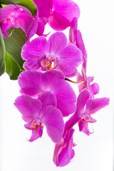 Fototapeta na wymiar Purple orchids on a white background