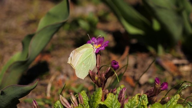 Butterfly Pieris brassicae sits on a flower and drinks nectar.