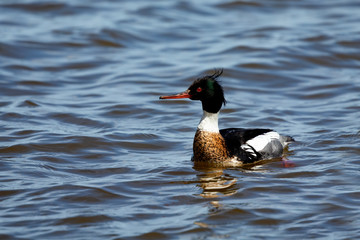 Red breasted merganser swimming on lake Michigan.