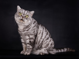 Grumpy Silver Tabby British Shorthair TomCat with green eyes, sitting sideways facing front, looking direct into the lens, isolated on a black background.