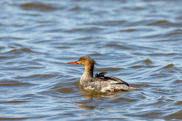 Red breasted merganser swimming on lake Michigan.