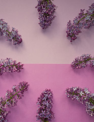 Frame of lilac on purple and pink background. Minimal spring concept. Simple modern nature background with floral design. Monochrome image
