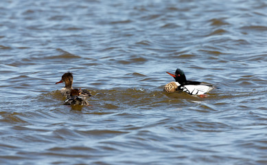 Red breasted merganser.  Breeding season when the drake is looking for a hen.