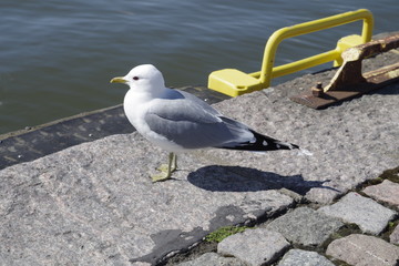 Helsinki, Hafen, Seevogel, Skandinavien