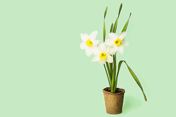 Fototapeta na wymiar varietal flowers growing yellow daffodils in peat pot on green background. bulbous plants, spring gardening, seedlings. greeting card, March 8 Women's Day, Mother's Day, Easter, copy space, text