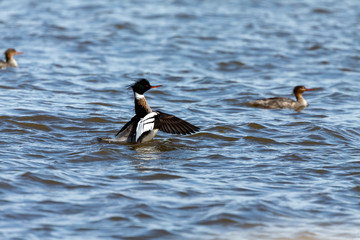 Red breasted merganser swimming on lake Michigan.