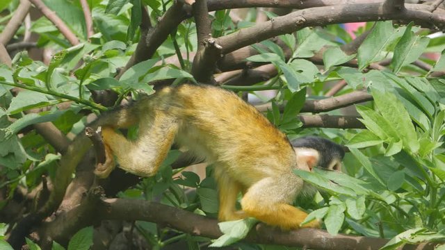 A small monkey walking on tree branches.