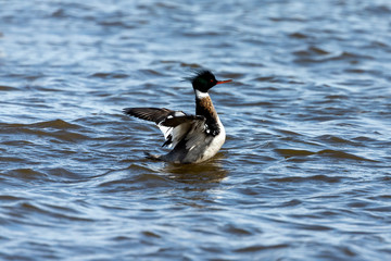 Red breasted merganser swimming on lake Michigan.