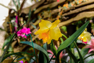 Pink branch orchid flowers Orchidaceae Phalaenopsis known as the Moth Orchid.