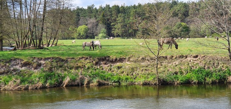 herd of wild horses