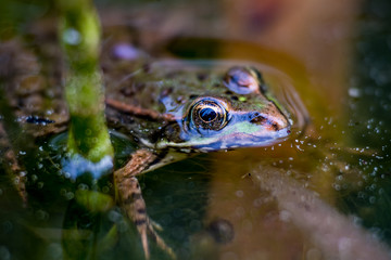 One pool frog (Pelophylax lessonae) is swimming in the pond in Lausanne, Switzerland.