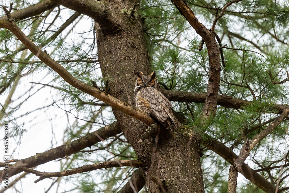 Sticker Great horned owl sitting near nest. Nature scene from state park in Wisconsin.