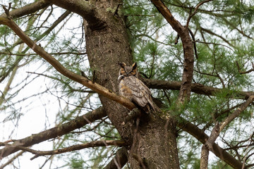 Great horned owl sitting near nest. Nature scene from state park in Wisconsin.