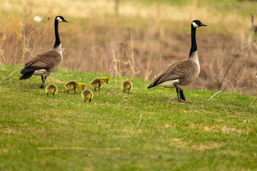 Canada goose with gosling on the Meadow.. Natural scene from Wisconsin.