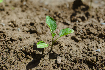 Young plant in the morning light