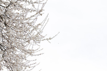 Blooming cherry in the garden. Spring flowering trees. Pollination of flowers of cherry.