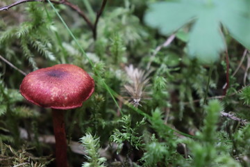 red cap mushroom