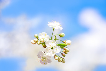 Flowering white cherry. Tender spring card. Blue sky background, blur bokeh.